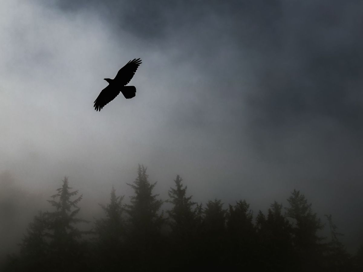 The Raven