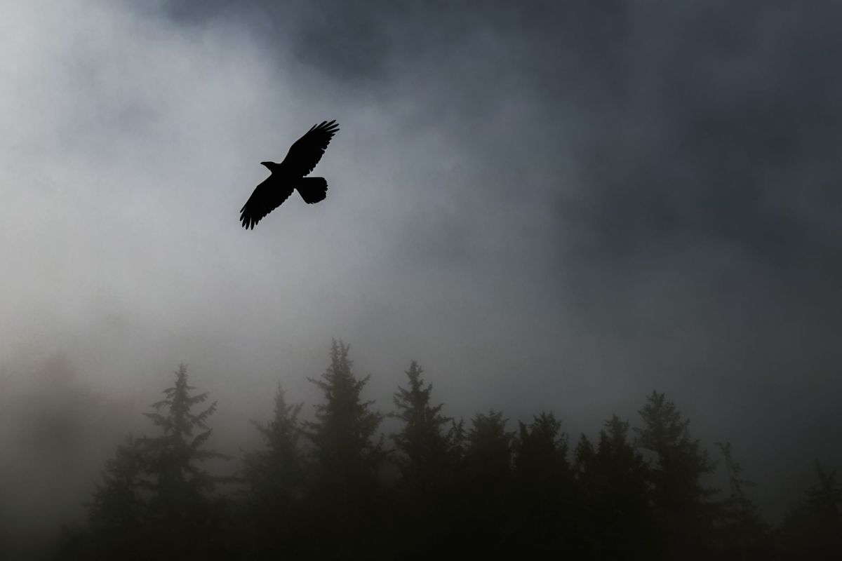 The Raven